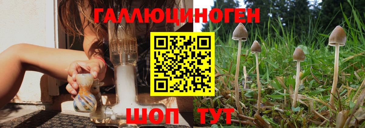 сколько стоит  Псилоцибиновые грибы GOLDEN TEACHER  Галлюциногенные грибы мицелий  Вход с VPN  Выборг 